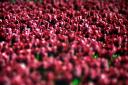 ocean red tulips
