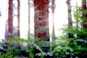 tree.jpg