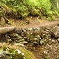 taylor creek trail