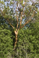 arbutus tree