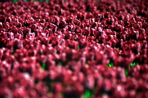 ocean red tulips