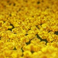 swells of yellow tulips