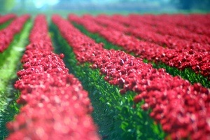 waves red tulips