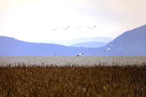 Reifel Bird Sanctuary geese-landing