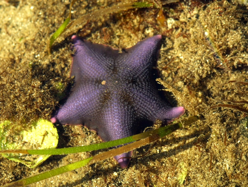 star-fish_in-lagoon.jpg