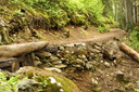 taylor creek trail